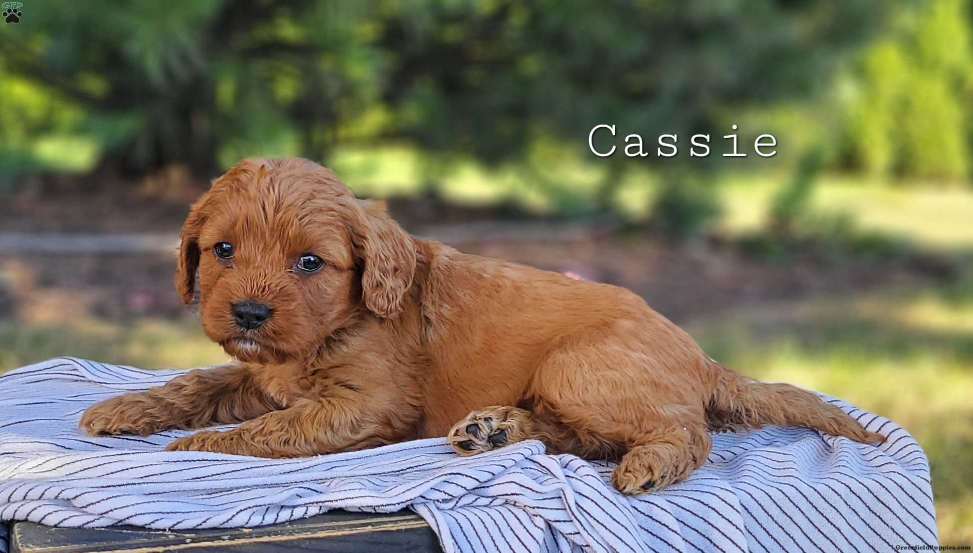 Cassie Cavapoo Puppy For Sale in Pennsylvania